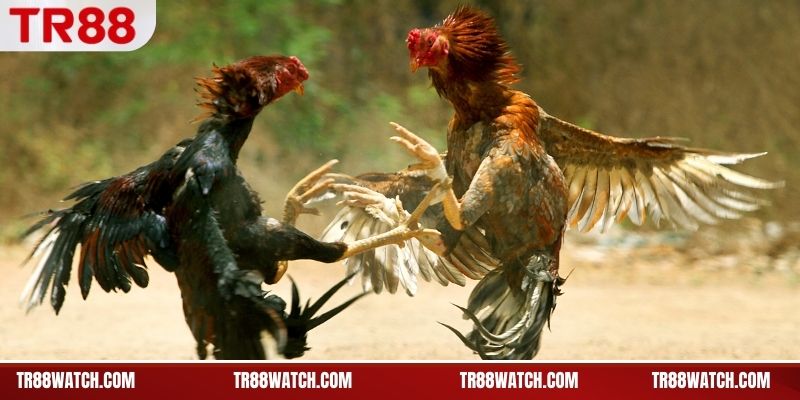 Đặc điểm hình thể dễ thắng của gà chọi nòi