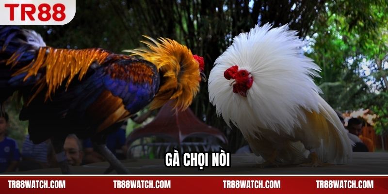 Gà Chọi Nòi TR88 - Đặc Trưng Thể Chất Và Lối Đá Bền Bỉ